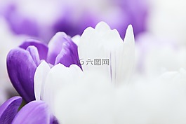 背景,番紅花,花