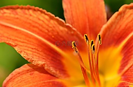 花,顏色,多彩