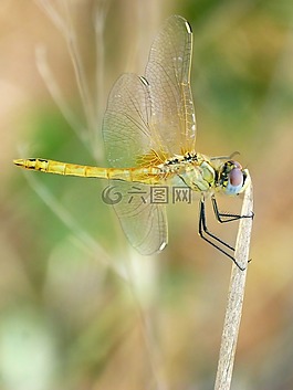 黄蜻蜓,orthetrum chrysostigma,干