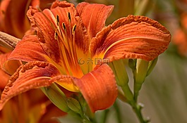花,顏色,多彩