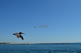鳥,鵜,飛行