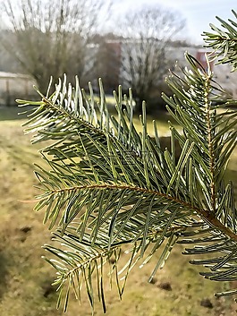 樹,開花,廠