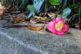 茶花花,葉,墮落花