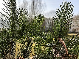 樹(shù),開(kāi)花,廠