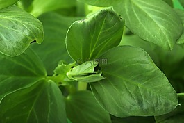背景,豆,食品