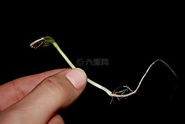 向日葵,种子,幼苗