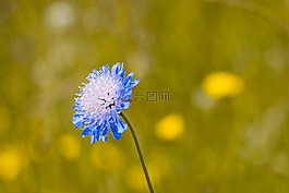 聋哑skabiose,scabiosa骨灰,忍冬科