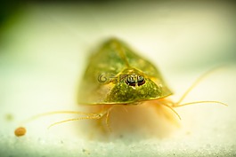 triops,urzeitkrebs,kiemenfußkrebs
