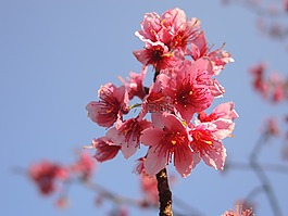 櫻花,花,粉紅