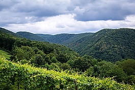 山,森林,葡萄園