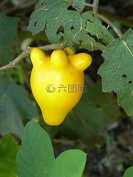 水果,異國情調(diào),黃色