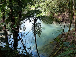 雨林,池塘,熱帶地區(qū)