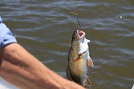 釣魚,漁,藍(lán)色的天空