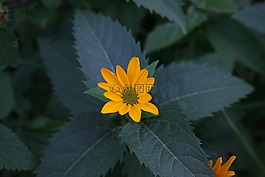 花卉,宏,春天的花朵