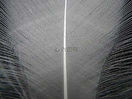 春天,白,花絲