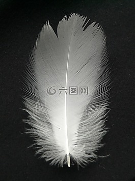 春天,白,花絲