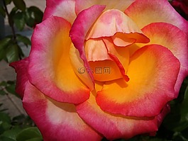 花,性質(zhì),鮮花