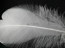 春天,白,花絲