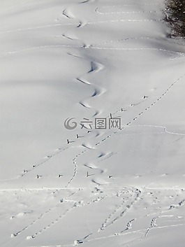 痕跡,雪,滑雪