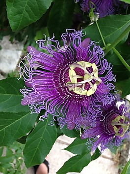 西番蓮,花,紫色