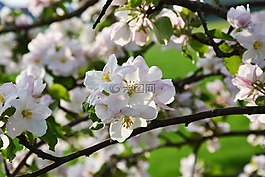 花,白,開花