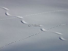 追蹤,冬天,雪