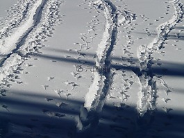 追踪,径,越野滑雪