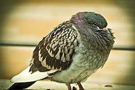 鴿子,動(dòng)物,鳥(niǎo)