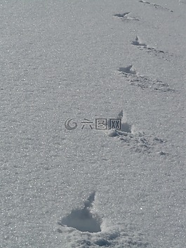 痕跡,雪,滑雪