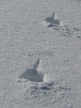 痕跡,雪,滑雪
