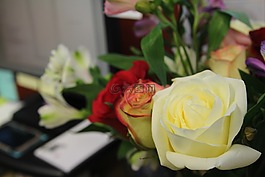 花,玫瑰,花瓶