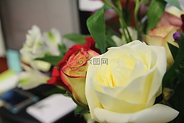 花,玫瑰,花瓶