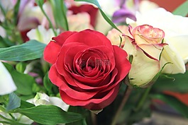 花,玫瑰,花瓶