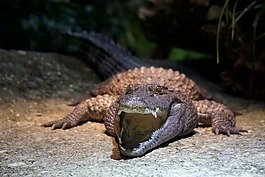 鱷魚,動(dòng)物園,捕食