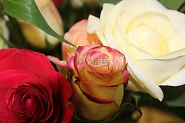 花,玫瑰,花瓶