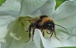 蜜蜂,昆蟲,花粉