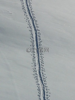 追蹤,冬天,雪