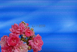 玫瑰,粉紅色,玫瑰綻放