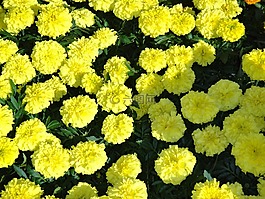 黄色,万寿菊,鲜花