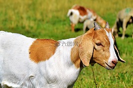 山羊,主角,geiss