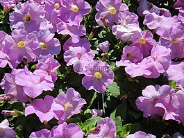 矮牵牛,紫色,雏菊