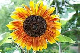 太陽(yáng)花,夏季,開(kāi)花