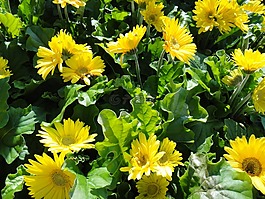 非洲菊,雛菊,鮮花