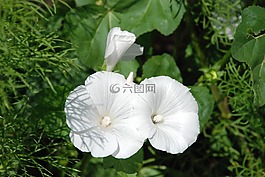 矮牵牛,白,开花