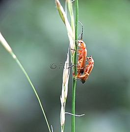 甲虫,豪恩,昆虫