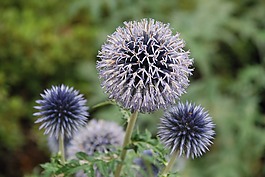 紫,性質,花