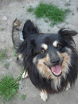 狗,動物,樂趣