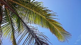 棕櫚,天空,太陽