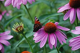 蝴蝶,開花,關閉