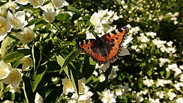 蝴蝶,夏季,白花